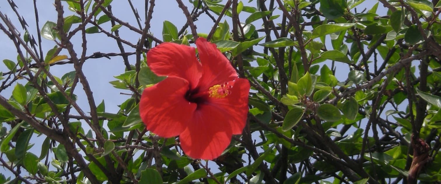Casablanca